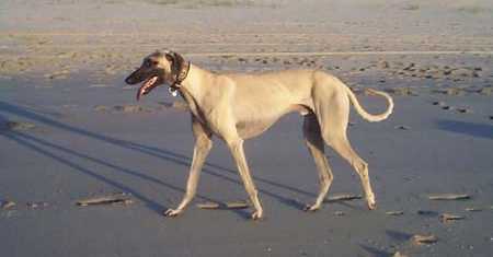 Xenos Schuru-esch-Schams