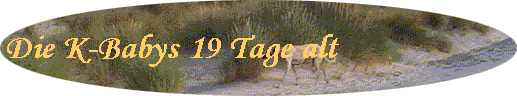 Die K-Babys 19 Tage alt