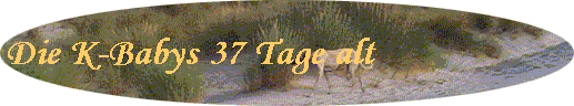 Die K-Babys 37 Tage alt